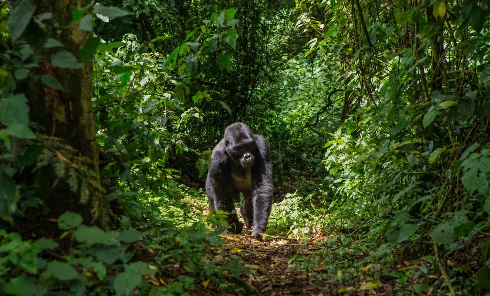 Berggorilla auf einem Regenwaldpfad waehrend einer Ambasa Tours Naturreise